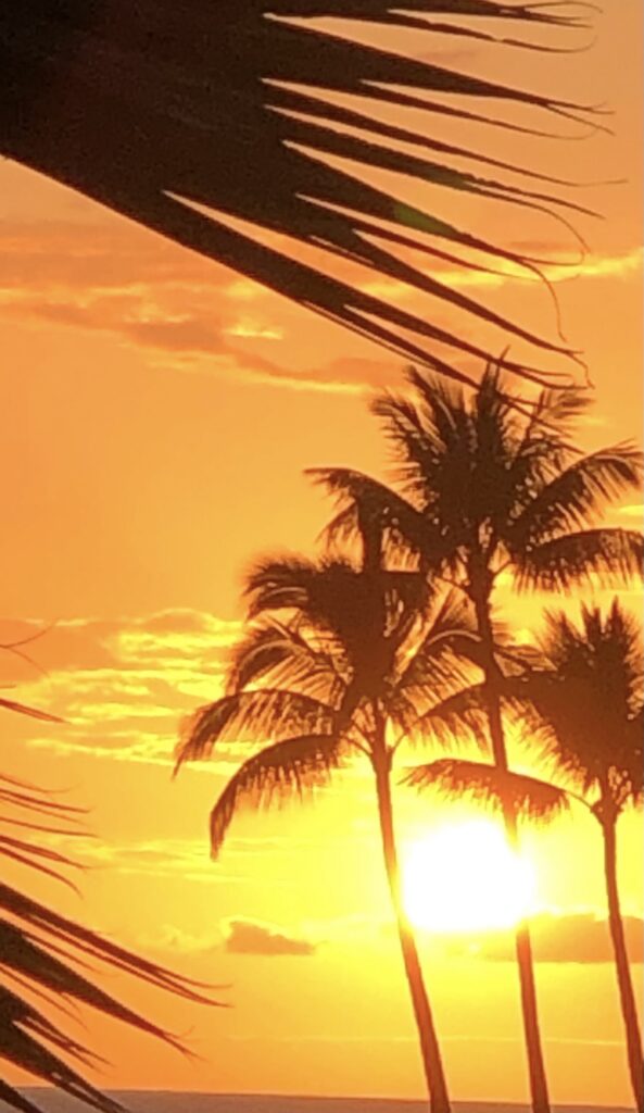 sunset and palm trees view